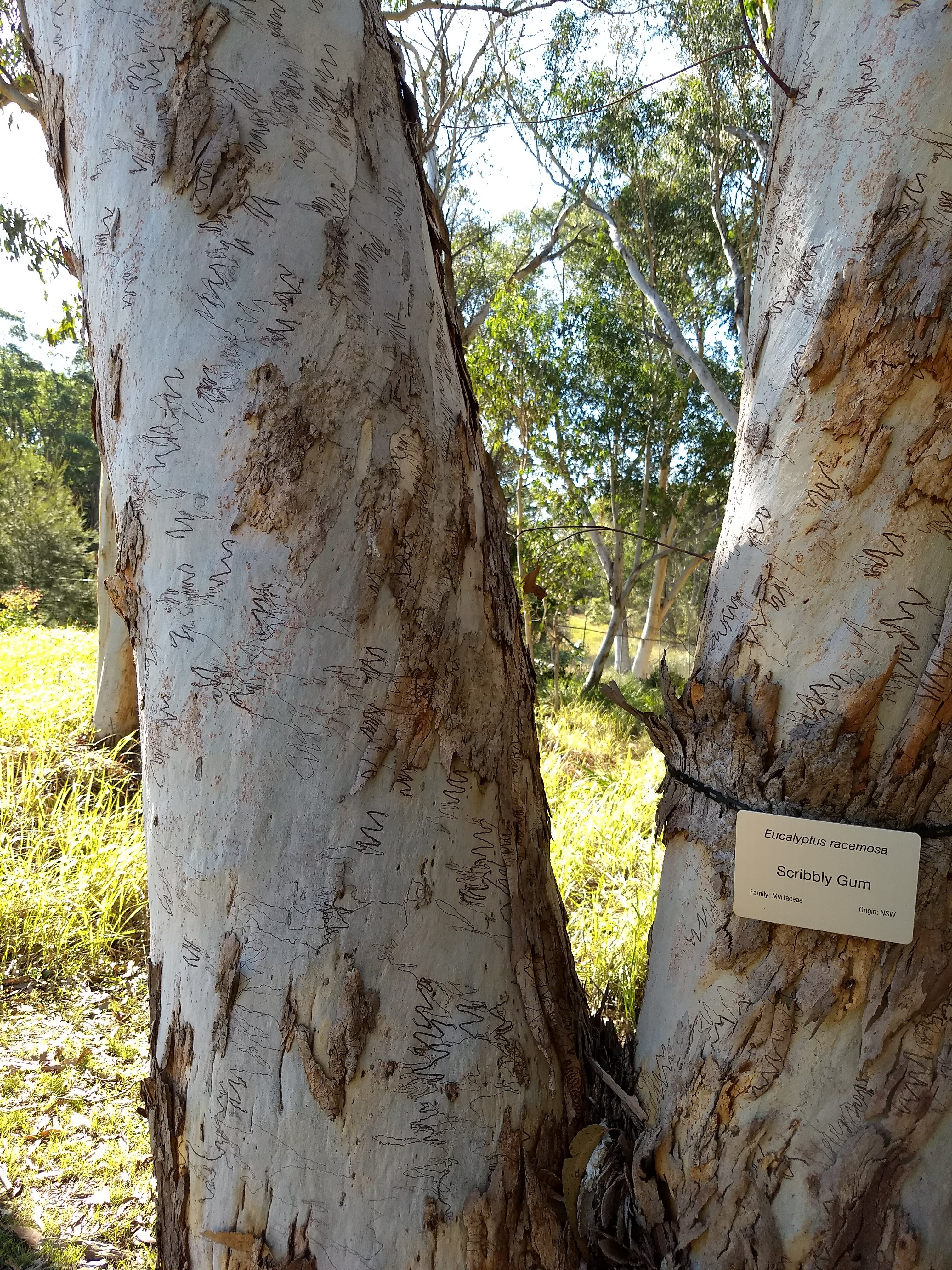 A "scribbly"" gum tree
