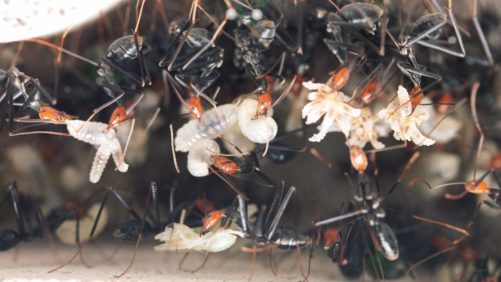 detail of holding larvae from the ceiling