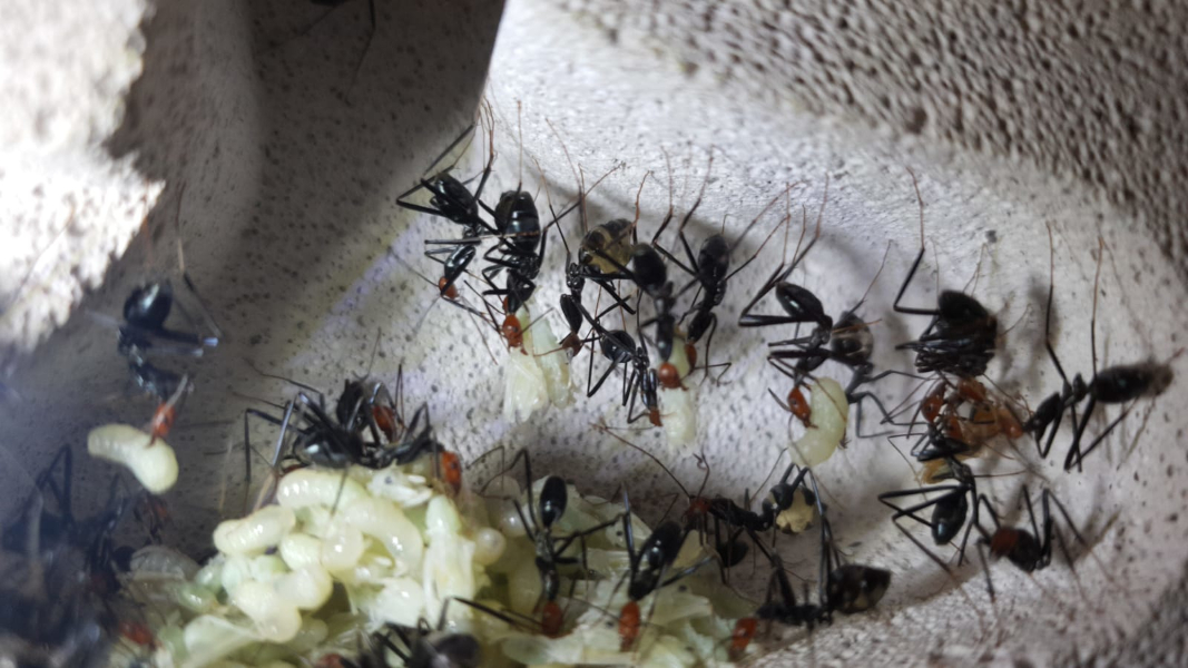 pile of late instar brood on the ground