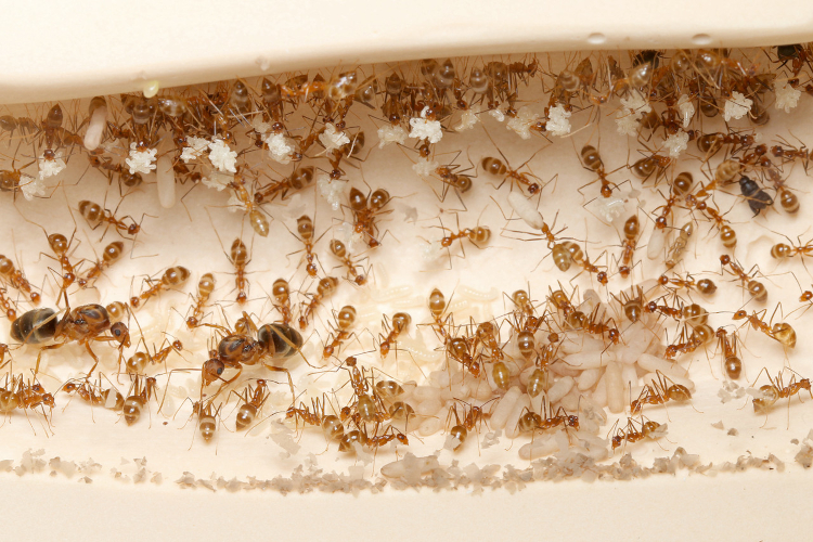 Anonplolepis gracilipes colony holding larvae from the ceiling
