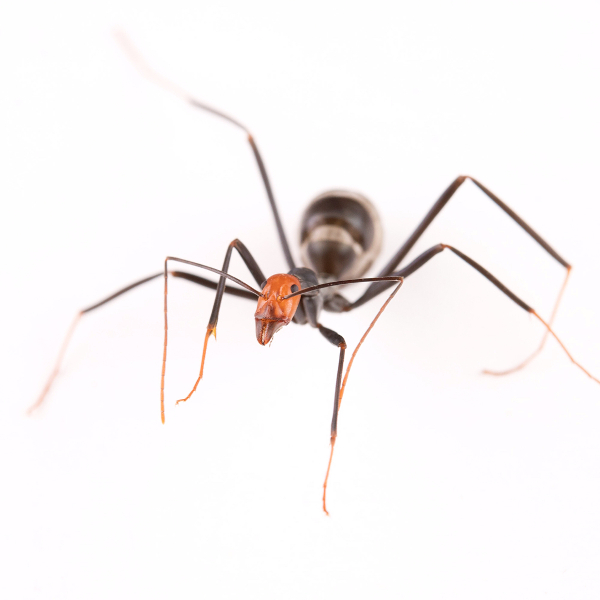 Leptomyrmex ant