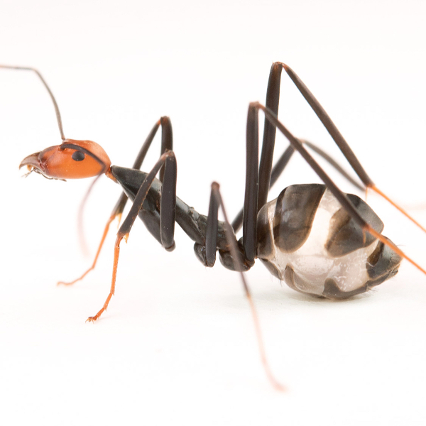 Leptomyrmex ant with a honey butt